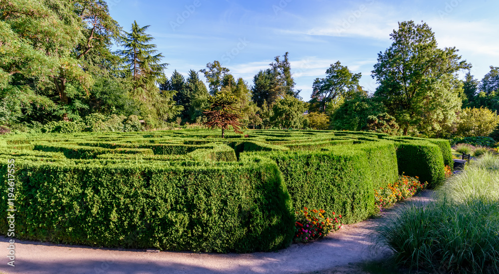 green labyrinth of bushes in the park of the city's botanical garden