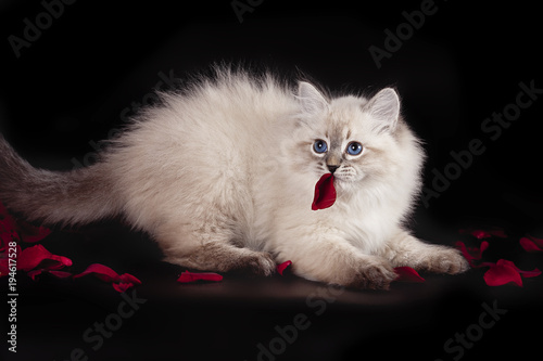 Fluffy funny kitten of the Nevskaya Masquerade , plays with rose petals on a black background. photo