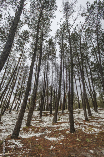 Fototapeta Naklejka Na Ścianę i Meble -  Snowy pine tree forest, Galicia, Spain.