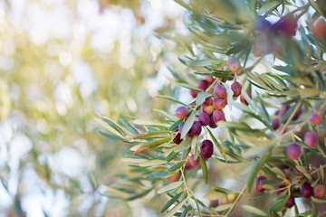 Crédence de cuisine Olivier Oliveraie espagnole aux olives mûres  © Khorzhevska