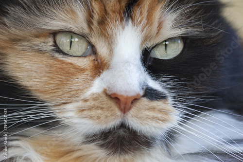 Portrait of a three-colored cat photo