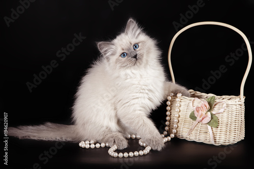 Fototapeta Naklejka Na Ścianę i Meble -  Fluffy kitten of the Nevskaya Masquerade with blue eyes, near a basket with white beads on a black background.