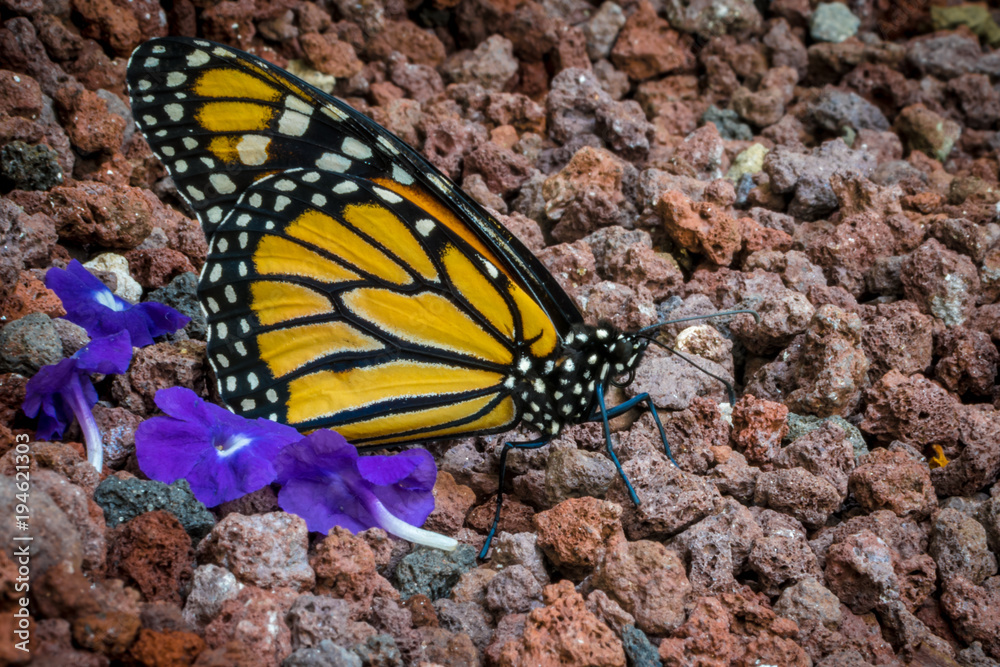 Monarch butterfly resting over small brown rocks Monarch butterfly resting over small brown rocks
