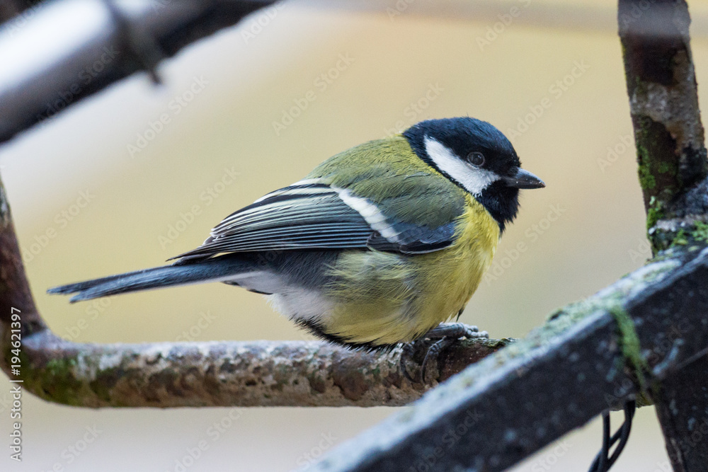 Obraz premium Wet Tit sitting on a perch 