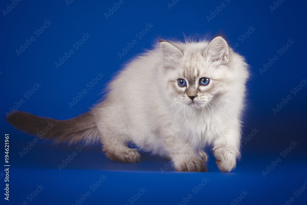 Fluffy beautiful white kitten with blue eyes, three months old, posing on blue background .