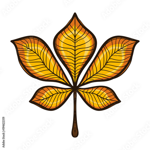 Autumn yellow chestnut tree leaf isolated on white