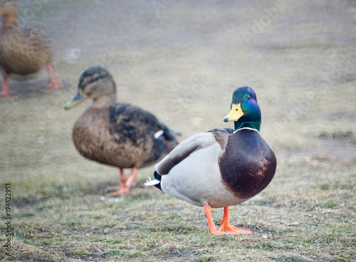 Ducks walking in the park photo