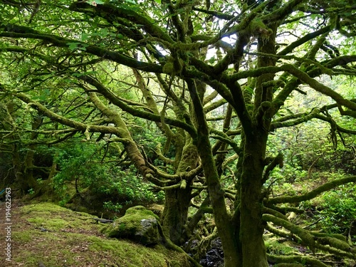 Tree Covered in Green Moss