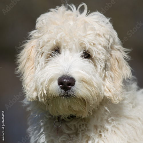 Labradoodle dog outdoors in nature