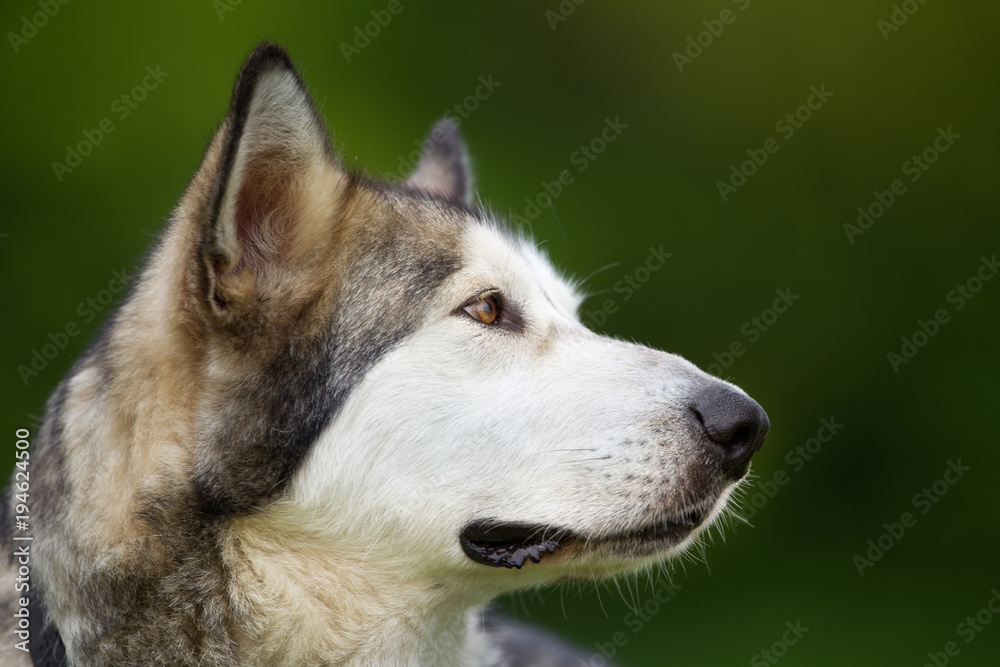 Purebred Alaskan Malamute dog outdoors in nature