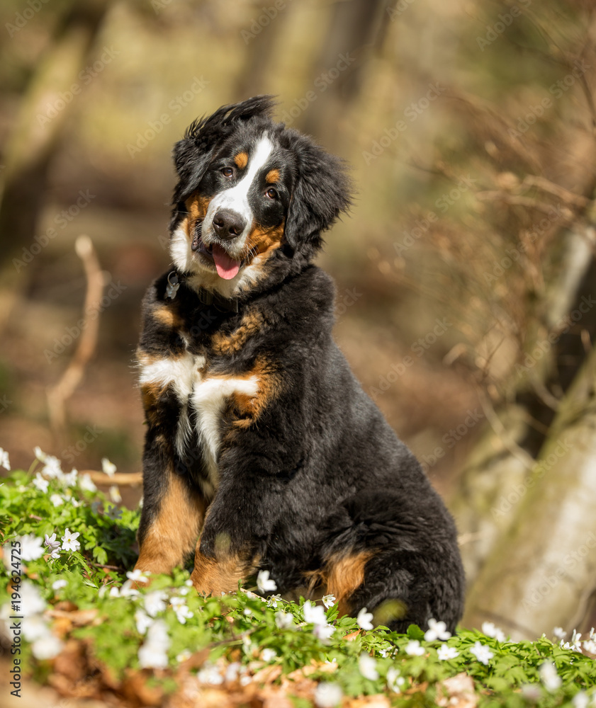 Berner sennen dog Berner sennen dog