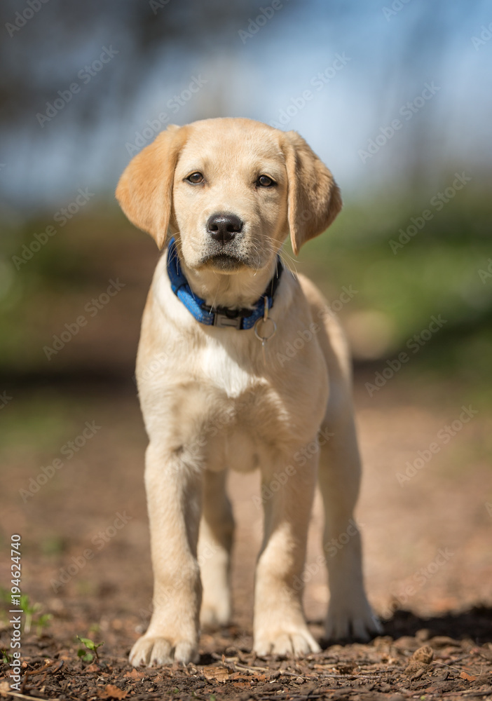Young labrador retriever dog puppy Young labrador retriever dog puppy