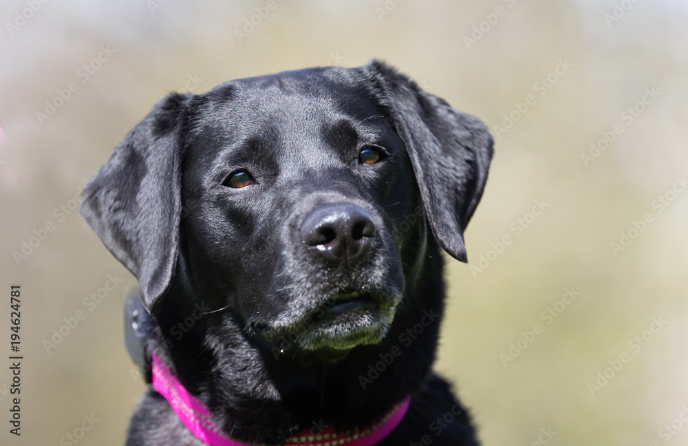 Dog in garden