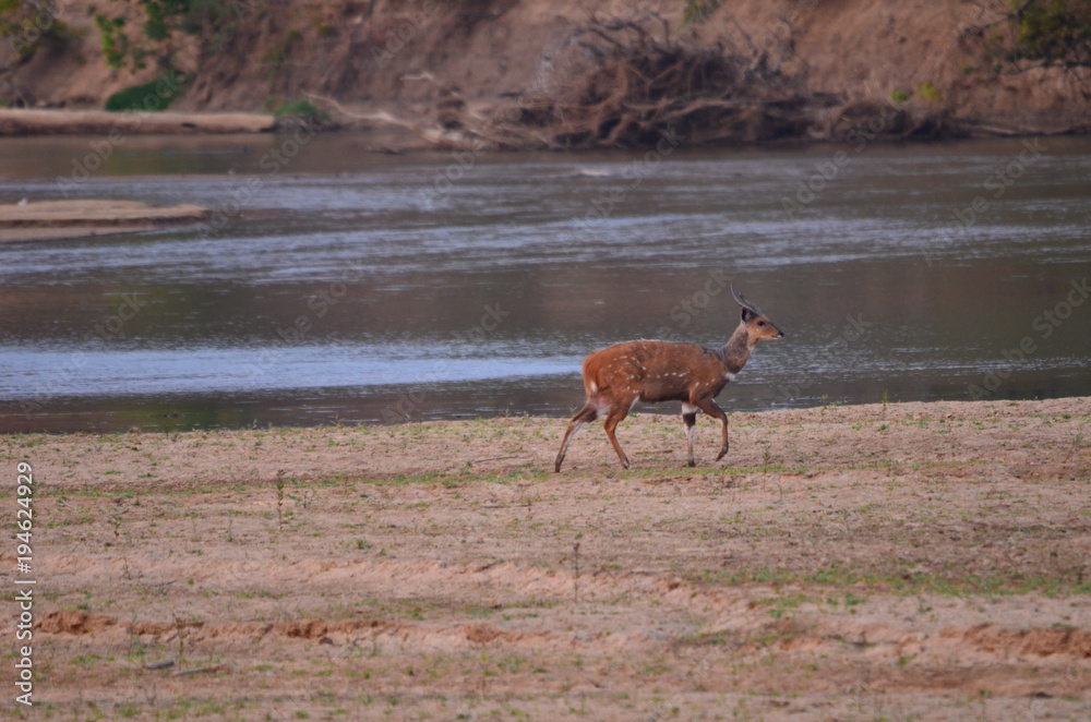 The Afrcan animals. Zambia The Afrcan animals. Zambia