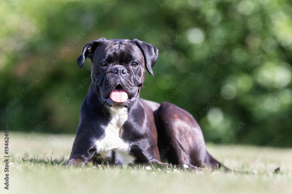 Dog on sunny day