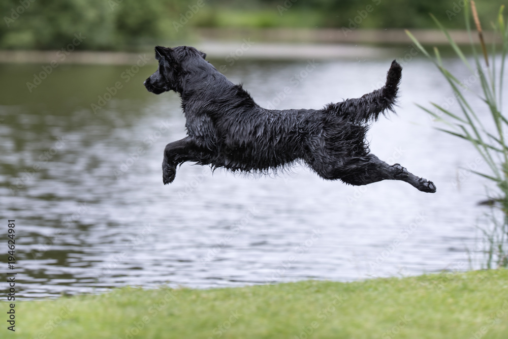 Flatcoated retriever dog Flatcoated retriever dog