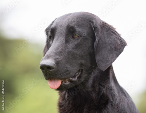 Fototapeta Naklejka Na Ścianę i Meble -  Flatcoated retriever dog
