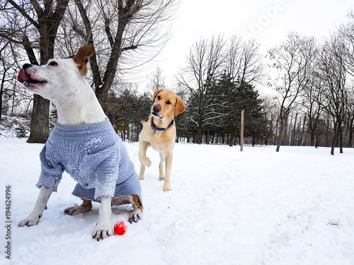 Fototapeta Naklejka Na Ścianę i Meble -  Winter wonderland. Dogs playing at snow