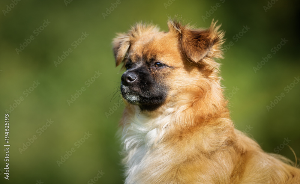 Dog in nature on sunny day Dog in nature on sunny day