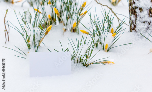 early bloomer in the snow photo