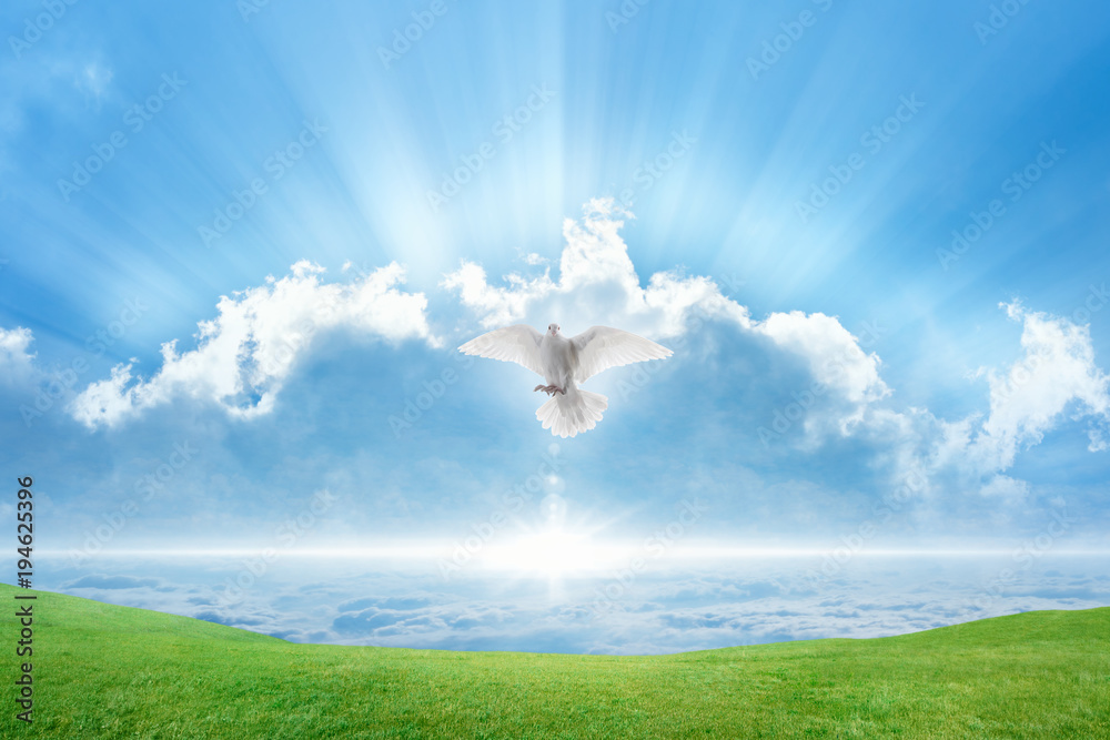 White dove Holy spirit bird flies in skies - obrazy, fototapety, plakaty 