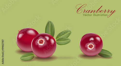 Red cranberry set with leaf on green background. Cranberries for juice, pudding, smoothie, sauces ads. Vector EPS 10
