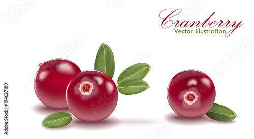 Red tasty cranberry set with leaf on isolated white background. Cranberries for juice, pudding, smoothie, sauces ads.  Vector EPS 10