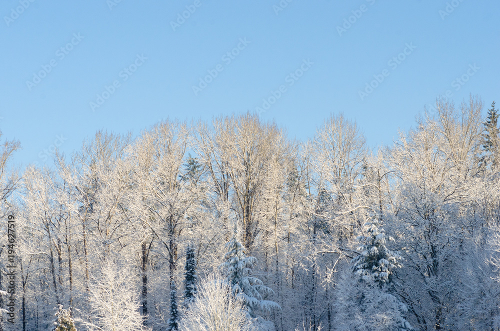Snow-covered trees on a sunny morning