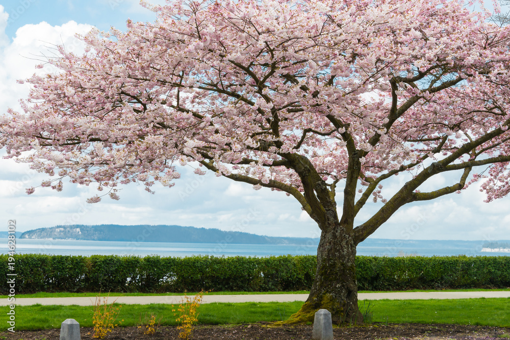 Obraz premium Blooming Japanese Cherry Tree overlooking Bay