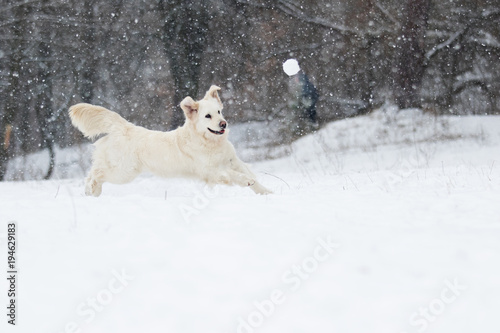 active dog in winter  breeds golden retriever