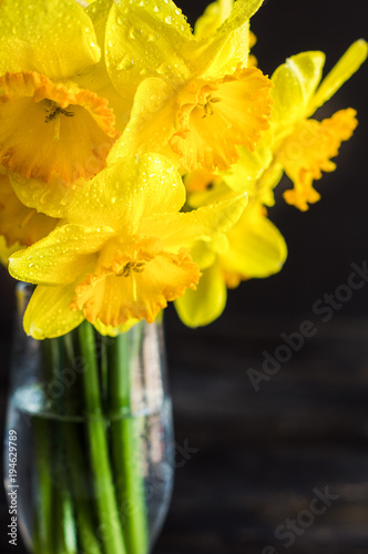 Fototapeta Naklejka Na Ścianę i Meble -  Spring concept with bright yellow daffodil flowers