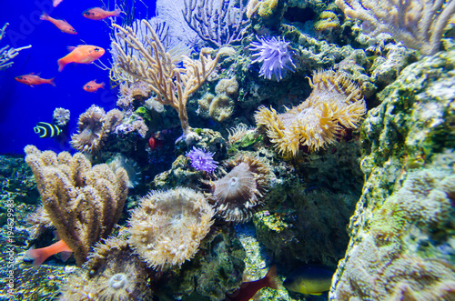 Fototapeta Naklejka Na Ścianę i Meble -  coral in deep blue sea