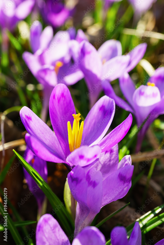 Beautiful colorful magic blooming first spring flowers purple crocus in wild nature. Selective focus, close up, vertical instagram photo. Beautiful colorful magic blooming first spring flowers purple crocus in wild nature. Selective focus, close up, vertical instagram photo.