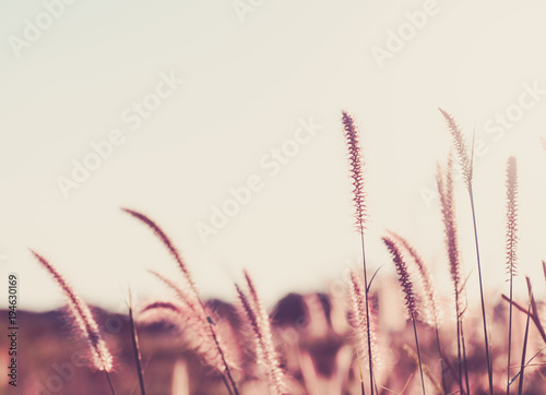 Vintage photo of dandelion field in sunset
