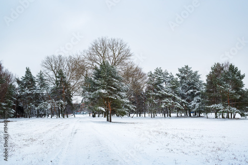 Winter landscape. Snow covered trees in the park.