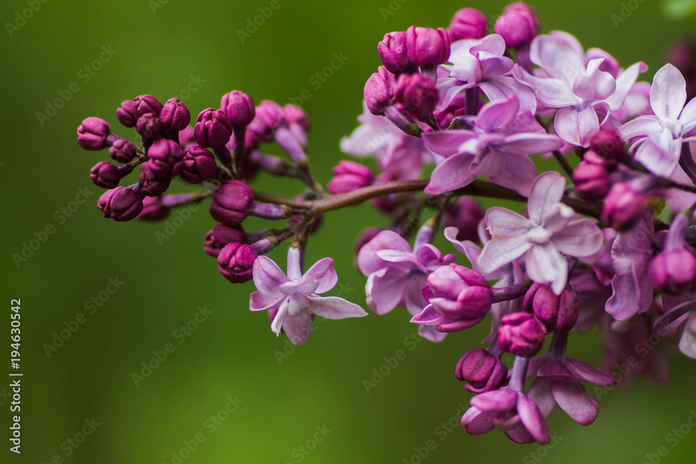 lilac flower of lilac. purple with pink lilac flower.