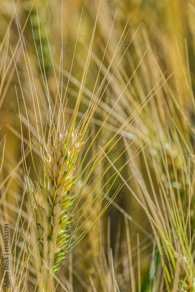 Ripening wheat ear close-up. Agricultural background with selective focus. Ripening wheat ear close-up. Agricultural background with selective focus.