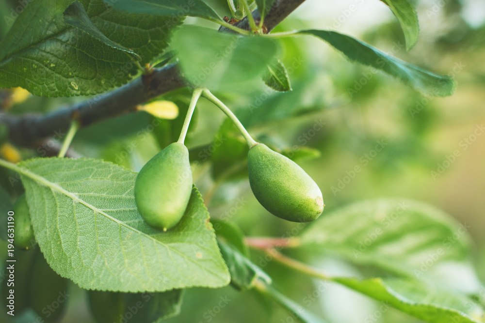 Green fruits of plum trees, which begin to ripen, hang on a tree branch Green fruits of plum trees, which begin to ripen, hang on a tree branch