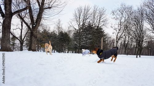 Winter wonderland. Dogs playing at snow 