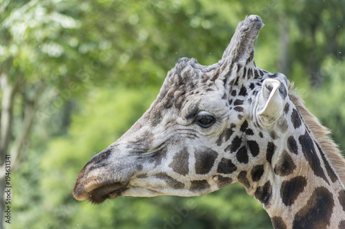 close up of a giraffe