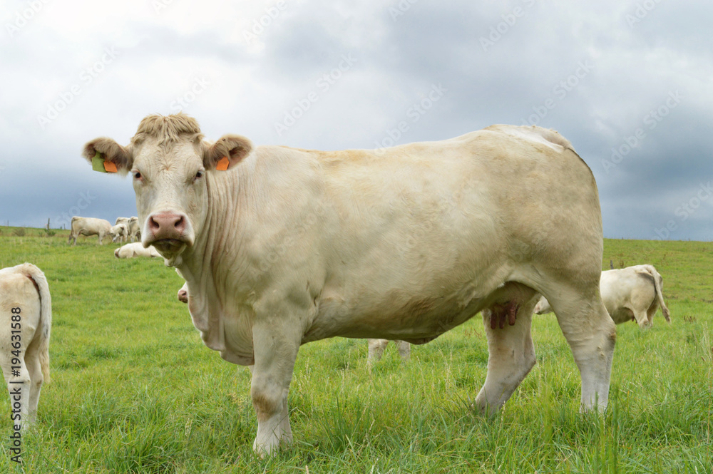 A pregnant cow, Charolais breed in a field in the countryside.