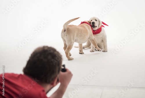  Beautiful puppy labrador retrievers wearing neck scarves playing in a photo studio against a white background
