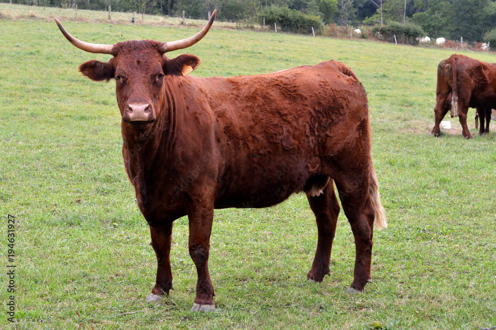 Nice french mountain cow, Salers breed (Auvergne region). Cow for making cheese. Nice french mountain cow, Salers breed (Auvergne region). Cow for making cheese.