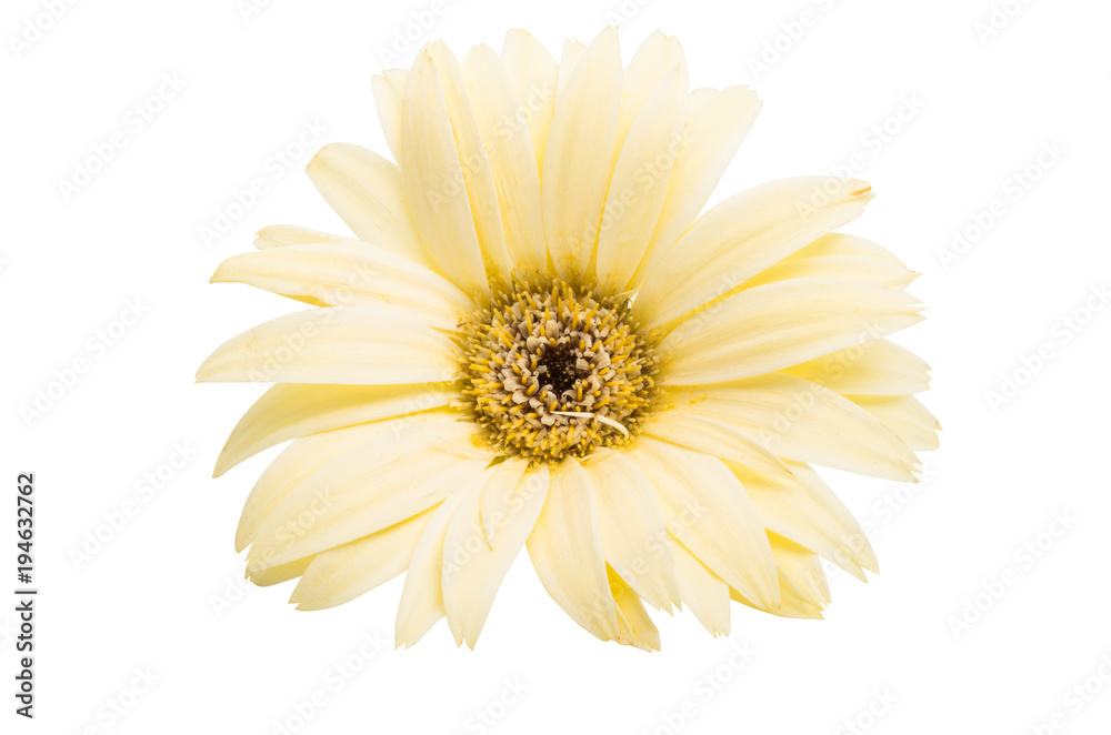 beige gerbera isolated