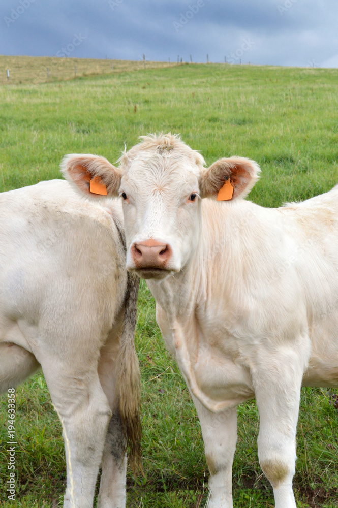 A calf in a field. Breeding cow of Charolais breed.