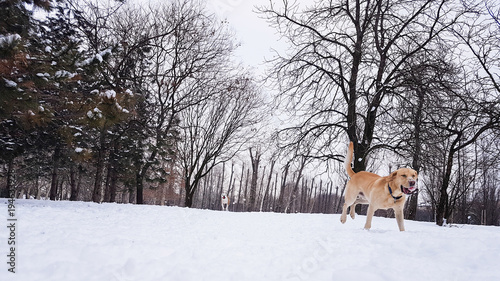 Labrador dog at snow