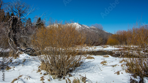 Leafless willow bushes overwintering in Tahoe in the snow with the Tahoe mountains on west side of lake in the background