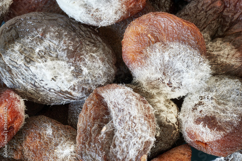 Extreme close up picture of moldy dried apricots, shallow depth of field. photo