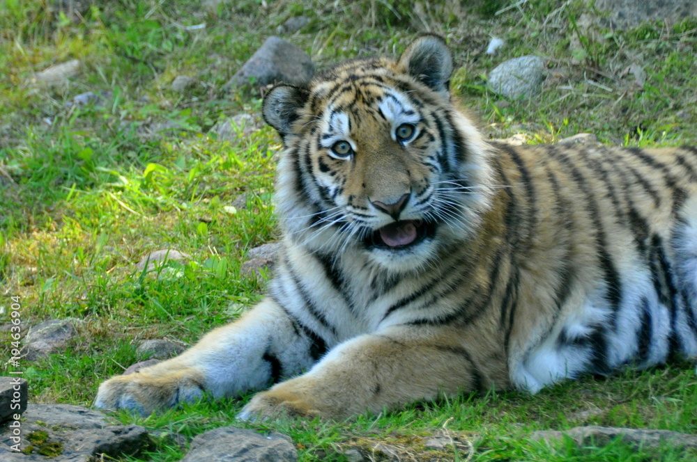 Obraz premium Tiger