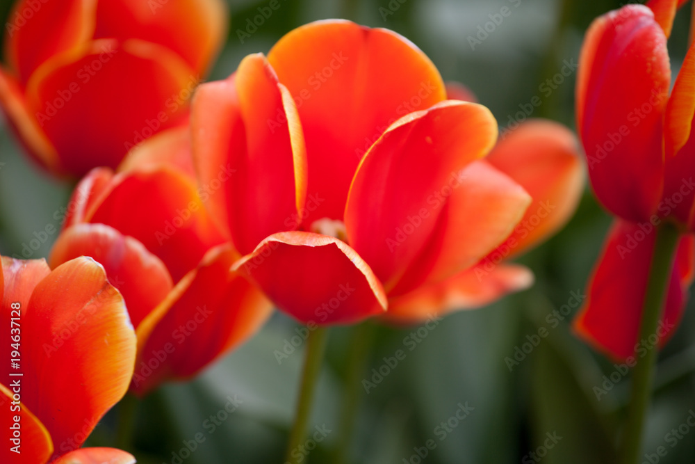 Fototapeta premium Ad Rem tulips blooming